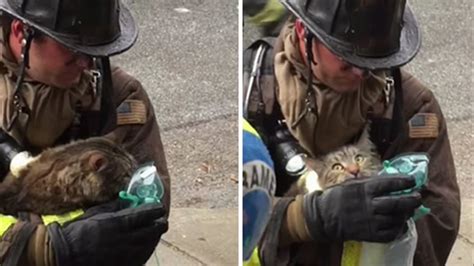 Several dogs and cats rescued from burning house in San Francisco