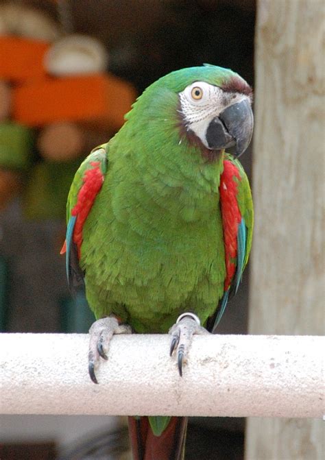 Severe Macaw Price