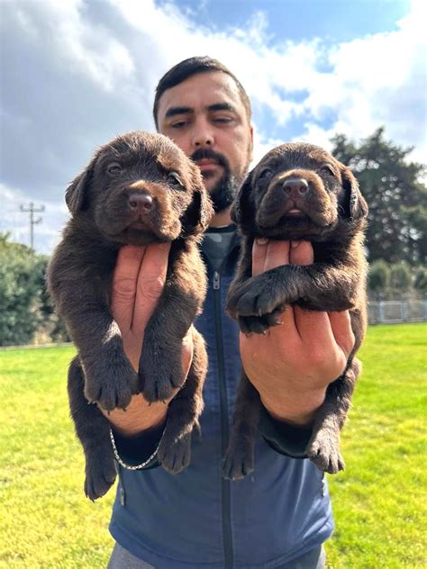 Sevimli Labrador Yavru Köpeklerimiz  1229050.