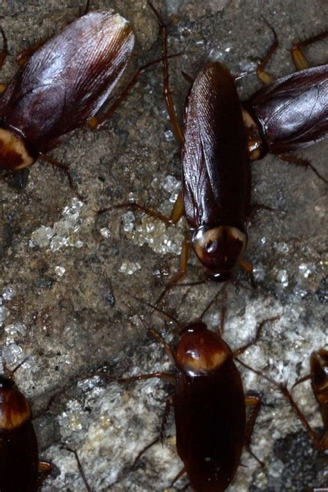 Sewer roaches. What is SASD doing to control cockroaches? When a customer calls with a concern about cockroaches in the sewer system, we investigate within 2 hours. ... roaches. 
