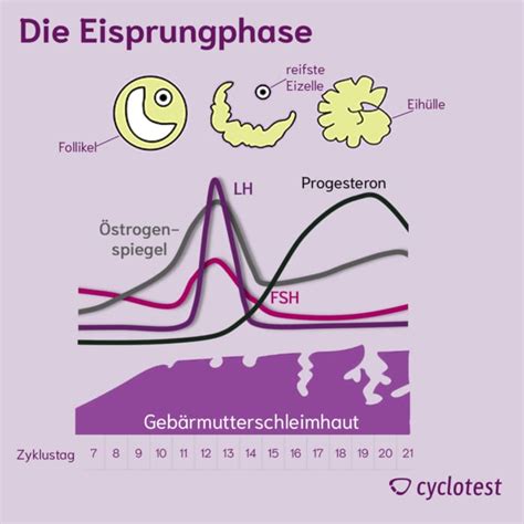 Sex Am Tag Des Eisprungs Geschlecht