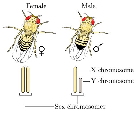 Sex Determination in Drosophila - Amherst