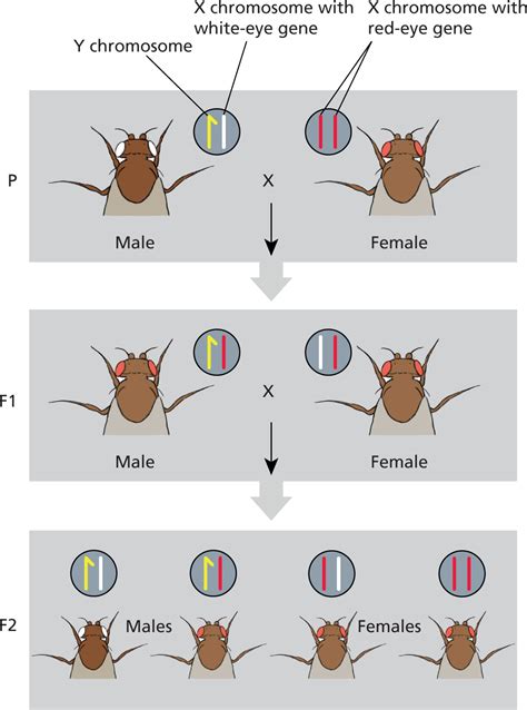 Sex linked Inheritance in Drosophila
