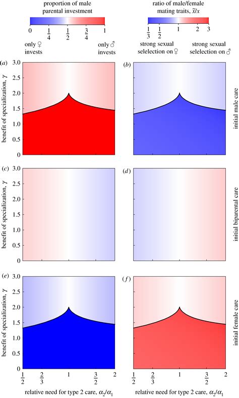 Sex roles and the evolution of parental care specialization