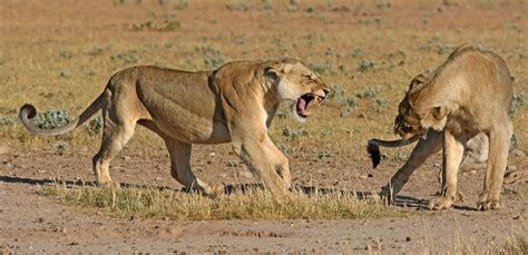 Sex vith animals. .  ...