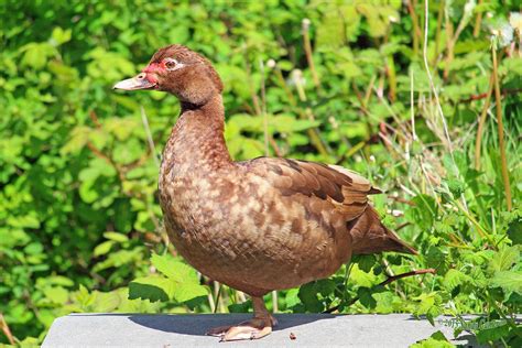 Sex-Linked Chocolate Coloration in in the Muscovy Duck