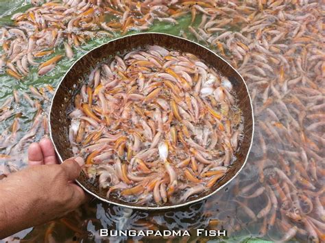 Selingkuh dengan ibu mertua montok