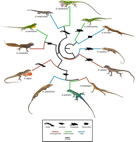 Sexual dimorphism and adaptive radiation in Anolis lizards