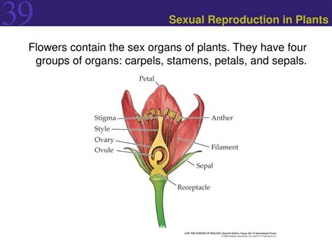 Sexual reproduction in Flowering Plants PPT PDF …