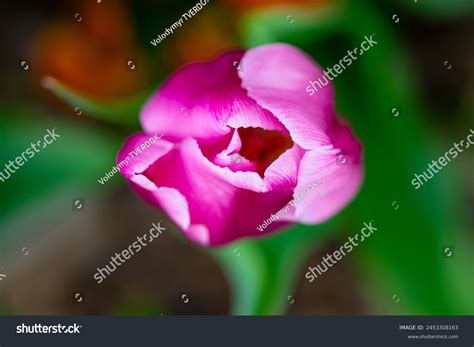 Sexy Flower Onlyfans Leak