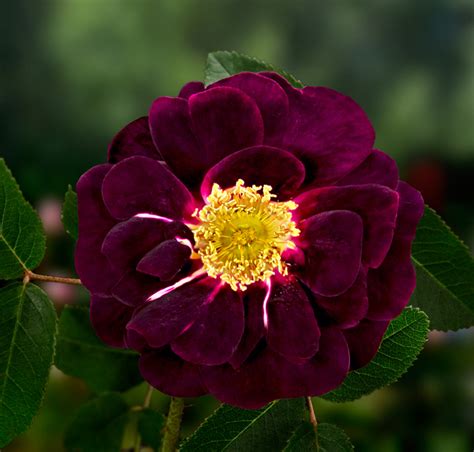 Sexyflower Onlyfans Leak
