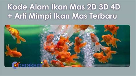 Sgp hari ini berapa keluar. Ikan mas 2d 3d 4d. Berapa jumlah pemain bola.