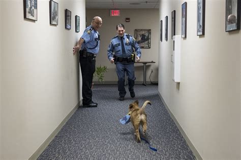 Sgt. Fuzz joins St. Paul police force as comfort dog