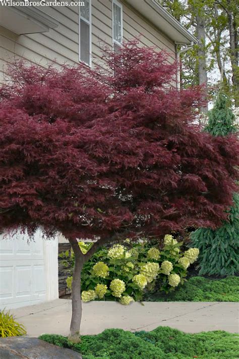 Shade Japanese Maples - Wilson Bros Gardens