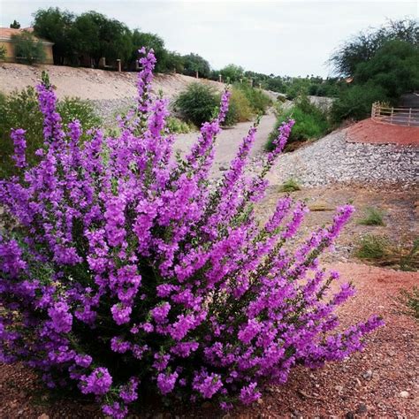 Shade Plants for Austin TX (Zone 8) - Pinterest