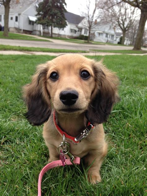 However, the Shaded Cream Dachshund can get its shaded colors when the chinchilla gene essentially cancels out any red color and will give the dog a shaded appearance. ... The Cream Dachshund is only in miniature size, weighing up to 11 pounds and standing five to six inches in height.. 
