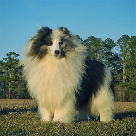 Please do not use old PayPal email!!!!! 2024 email is gcssc2024@gmail.com Greater Charlotte shetland sheepdog club specialties. BE SURD YOU ADD PAYPAL FEES. 
