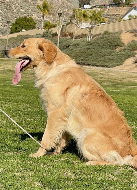 You May Like: Shadow Mountain Goldens. Golden Retriever Hair Everywhere. One of the most annoying things about owning a Golden Retriever is the sheer amount of hair that you find anywhere and everywhere at your placeespecially during shedding season.. 