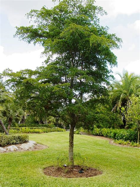 Shady lady trees. Recommended Shade-Loving Native Trees for Central Florida. About 25 percent of the plant species native to North America are at risk of extinction. You can help reverse this trend by planting great native plants in your garden. Florida is divided into four main ecological regions: the East Gulf Coastal Plain, the South Atlantic … 
