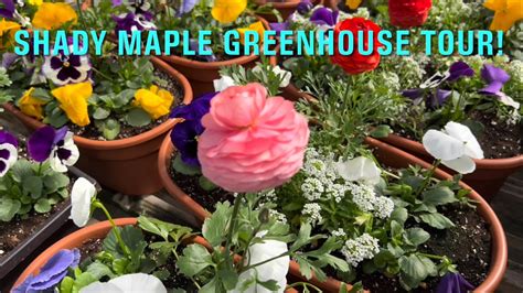 Shady maple greenhouse. The Shady Maple Farm Market Landing Page; learn everything you need to know, find sales, a map to the market, and all the info you need, here. 