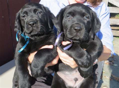 Shadyside Labradors 2001 - Present 22 years. Mt. Airy, MD Quality, local breeder of labrador retreivers for more than 20 years involving animal care and facility maintenance, as well as .... 