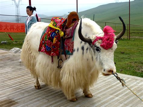 Shaggy ox; Tibetan bovine; Hairy Himalayan animal; Shaggy Hi
