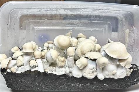 Shakti mushrooms. You can add mushroom plugs to a log of a hardwood tree and get harvests for 6-7 years, or you can grow in a grow bag and inoculate a mixture of sawdust and bran to get a harvest much sooner. Hardwood … 