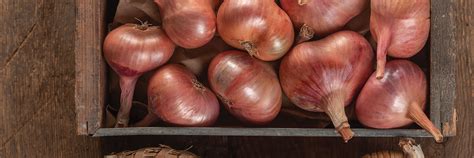 Shallot Seeds - Organic Varieties Johnny