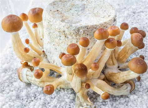 Mushroom spores make magic happen. The mushroom spore is very sm