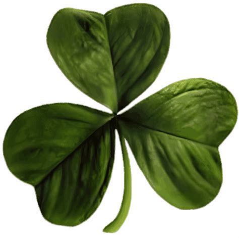 Shamrock V - Wikipedia