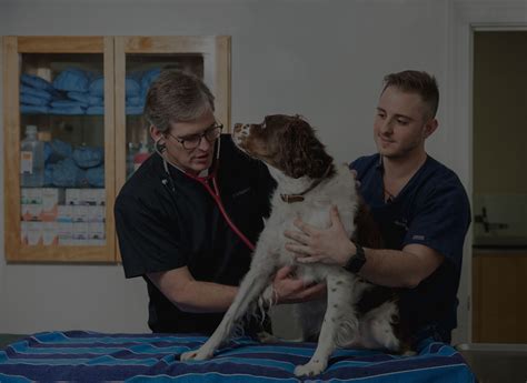 Shandon wood animal clinic. Shandon-Wood Animal Clinic also offers dental radiography, scaling, and polishing with a high-speed handpiece to extract teeth safely as needed. Their team of professionals uses cutting-edge medical equipment to provide the best services to pets. 