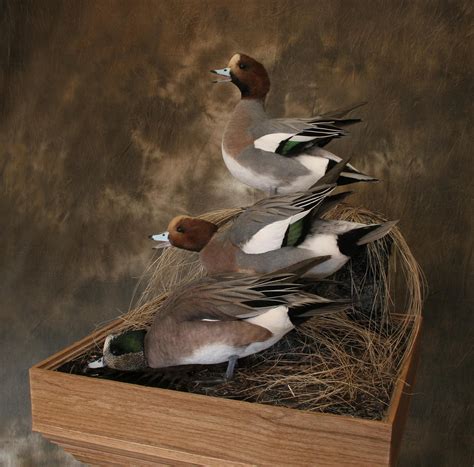 Shane smith taxidermy videos. Shane Smith's Waterfowl Taxidermy and Wingshooting was live. 