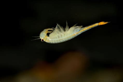 Jul 12, 2023 · Male Shangri-La fairy shrimp have an average size of about 0.3 inches long, a “red” body and “large” eyes, the study said. Females of the species are a little bigger on average and have a ... . 