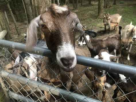 Shannon Brook Farm Facebook