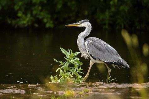 Shanondale Springs WMA – Potomac Valley Audubon …