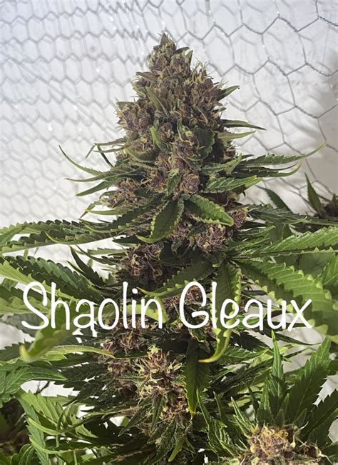 Shaolin Gleaux (Temple Cut ) - High Alpine Genetics High CBD Seeds