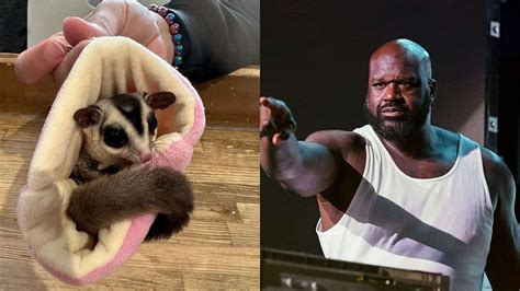 Shaq with sugar glider. Basketball player Shaquille O’Neal (“Shaq”) won four championships during his career in the National Basketball Association (NBA). He won three consecutive titles from 2000 to 2002 as a member of the Los Angeles Lakers. He won his fourth an... 