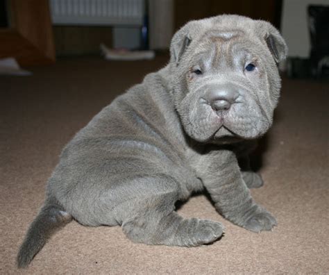 Puppies for sale are one and a half month old Shar Pei puppies. 2 males and 1 female are available. They are very playful. 2nd shots.... light brown coat... $1200 rehoming fee... very great guard dogs.... very good with kids... eating hard food already, potty trained... ready for new home.... 