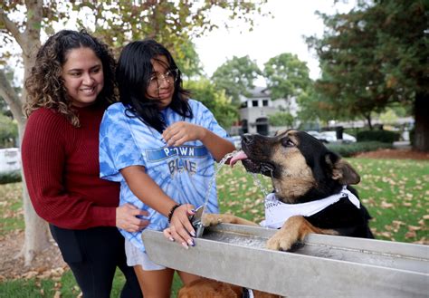 Share the Spirit: Tri-Valley nonprofit helps pets change lives