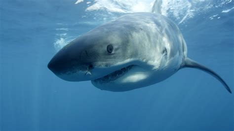 Shark! Dangerous in the Water and in English - VOA