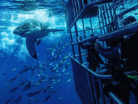 Shark Cage - WBSAS s