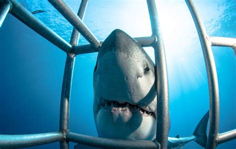 Shark Cage Diving - Wanna Try?