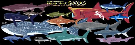 Shark Comparison Chart