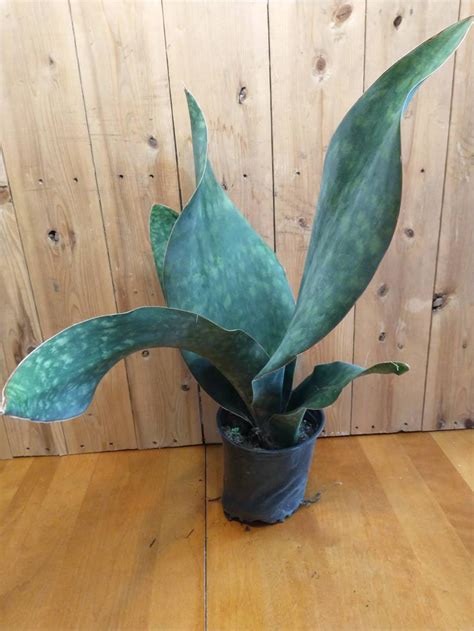 Shark Fin Snake Plant - Etsy