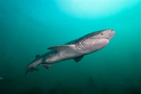 Shark Flings Itself Out of Water to Avoid Becoming Orca’s Snack