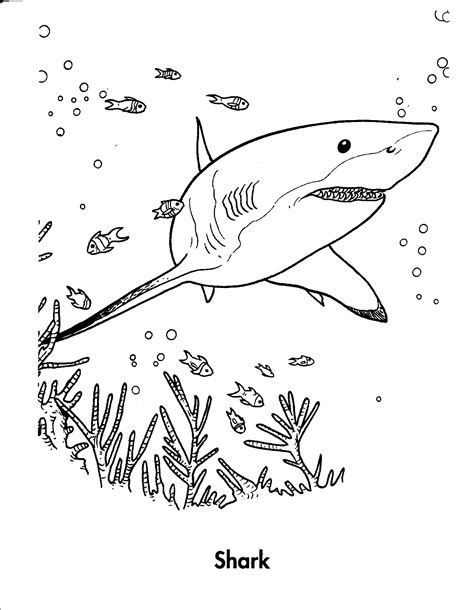 Shark Printable Coloring Pages