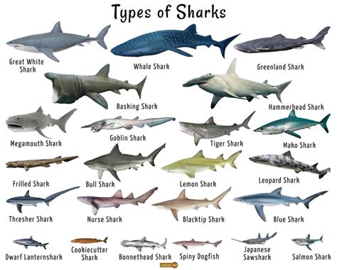 Shark Species - the taxonomy of sharks and rays