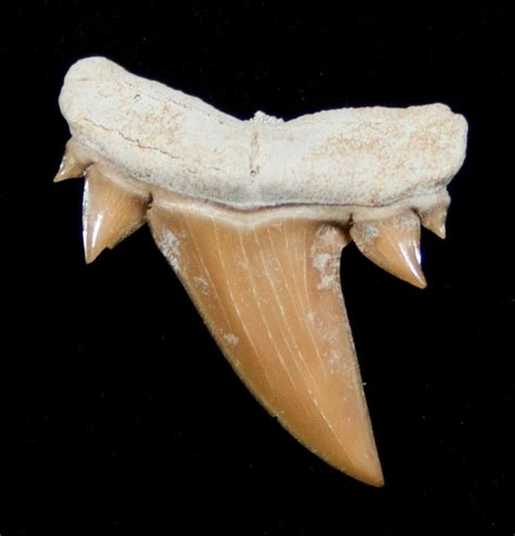 Shark Teeth Fossils for Sale Fossils for Sale