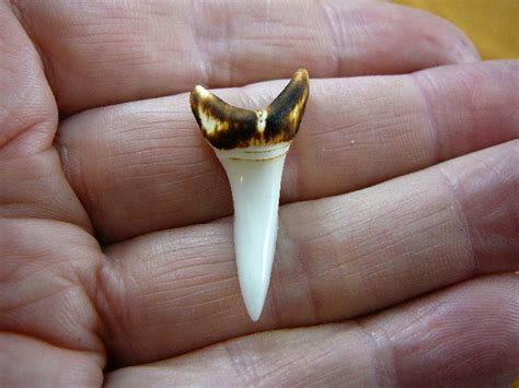 Shark Teeth Kids - Etsy Australia