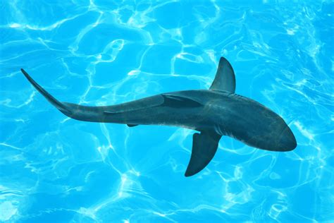 Shark Top View Illustrations & Vectors - Dreamstime